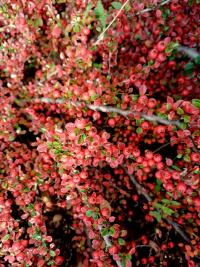 Skalník rozprostřený (Cotoneaster horizontalis)