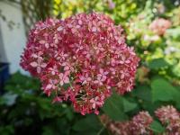 Hortenzie stromkovitá 'Sweet Annabelle' (Hydrangea arborescens)