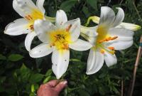 Lilie královská (Lilium regale)