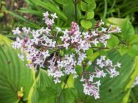 Šeřík Meyerův 'Flowerfesta Purple' PBR