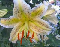 Lilie 'Guinea Gold' - Martagon hybridy (Lilium)