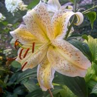 Lilie 'Guinea Gold' - Martagon hybridy (Lilium)