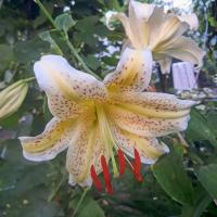 Lilie 'Guinea Gold' - Martagon hybridy (Lilium)