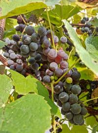 Réva vinná 'Isabella' (Vitis vinifera)
