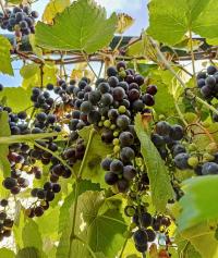 Réva vinná 'Isabella' (Vitis vinifera)