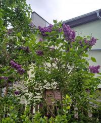 Šeřík obecný 'Andenken an Ludwig Späth' (Syringa vulgaris)