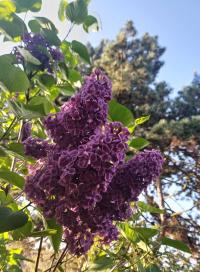 Šeřík obecný 'Andenken an Ludwig Späth' (Syringa vulgaris)