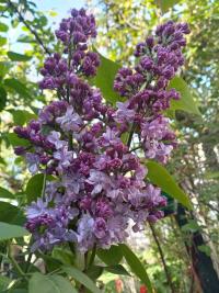 Šeřík obecný 'Katherine Havemeyer' (Syringa vulgaris)
