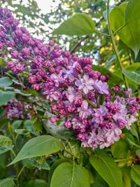 Šeřík obecný 'Katherine Havemeyer' (Syringa vulgaris)