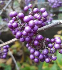 Krásnoplodka Bodinierova (Callicarpa Bodinieri)