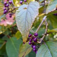 Krásnoplodka Bodinierova (Callicarpa Bodinieri)