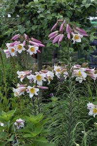 Lilie královská (Lilium regale)