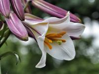 Lilie královská (Lilium regale)