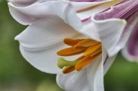 Lilie královská (Lilium regale)