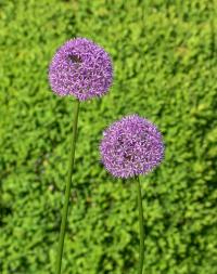 Česnek aflatunský 'Purple Sensation'