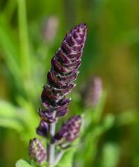 Šalvěj luční (Salvia pratensis)