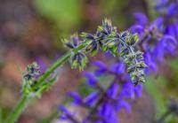 Šalvěj luční (Salvia pratensis)