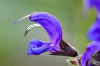 Šalvěj luční (Salvia pratensis)