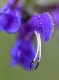 Šalvěj luční (Salvia pratensis)