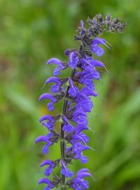 Šalvěj luční (Salvia pratensis)