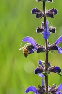 Šalvěj luční (Salvia pratensis)