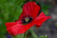 Mák vlčí (Papaver rhoeas)