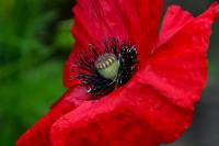 Mák vlčí (Papaver rhoeas)