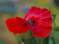 Mák vlčí (Papaver rhoeas)
