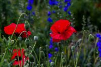 Mák vlčí (Papaver rhoeas)