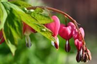 Srdcovka nádherná (Lamprocapnos spectabilis)