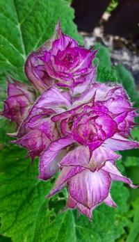 Šalvěj muškátová (Salvia sclarea)