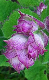 Šalvěj muškátová (Salvia sclarea)
