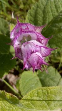 Šalvěj muškátová (Salvia sclarea)
