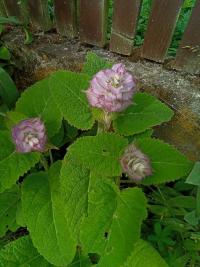 Šalvěj muškátová (Salvia sclarea)