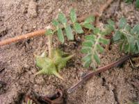Kotvičník zemní (Tribulus terrestris) Kotvičník zemní (Tribulus terrestris)