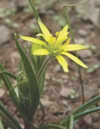 Křivatec rolní (Gagea villosa)