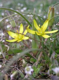 Křivatec rolní (Gagea villosa)