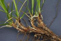 Ostřice oddenkatá (Carex rhizina)