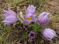 Koniklec velkokvětý (Pulsatilla grandis)