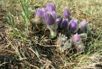 Koniklec velkokvětý (Pulsatilla grandis)