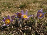 Koniklec velkokvětý (Pulsatilla grandis)