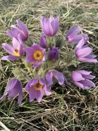 Koniklec velkokvětý (Pulsatilla grandis)