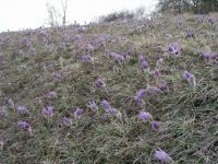 Koniklec velkokvětý (Pulsatilla grandis)