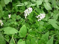 Vikev lesní (Vicia sylvatica)