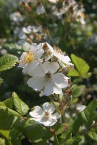 Růže mnohokvětá (Rosa multiflora)