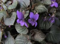 Violka Rivinova 'Purpurea'
