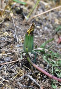Pampeliška západní (Taraxacum lacistophyllum)