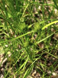 Ostřice šáchorovitá (Carex bohemica)