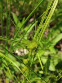 Ostřice šáchorovitá (Carex bohemica)