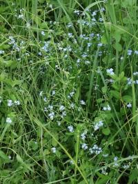 Pomněnka bahenní (Myosotis palustris)